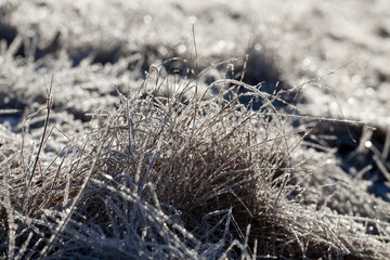 grass covered with ice and frost in the winter season