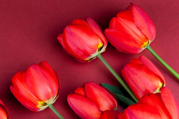 Obraz premium bouquet of red tulips for giving on a holiday