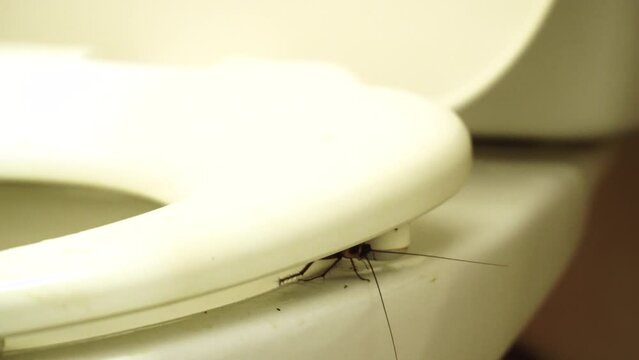 Cockroach crushed by the rim of toilet wiggles its whiskers