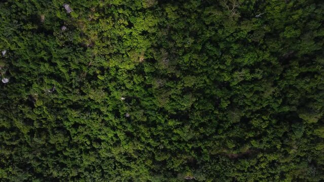 Lush scene with tropical mountains. Nui chua national park, Vietnam. Aerial, birdseye