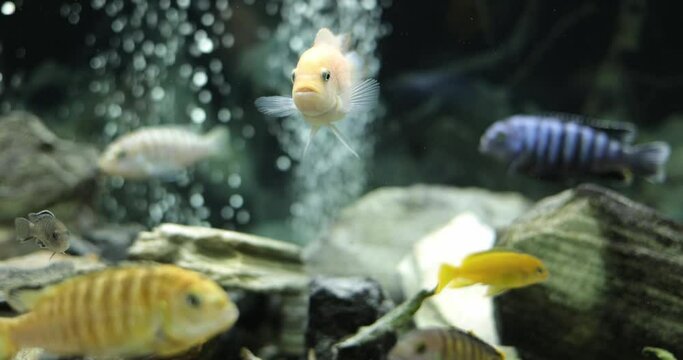 Group of colorful ornamental fishes swims in tropical aquarium tank. Malawi Peacock and Cichlids in fish tank.