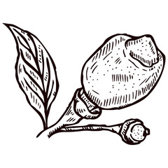 Engraving lemon on branch with leaves. Hand drawn whole lemon or lime growing on twig.