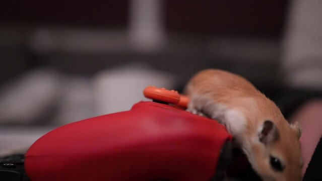 Gerbil pet rodent discovering a ps4 controller for the first time