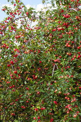 summer garden with fruit trees and apple harvest