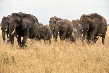 Elephants on the move