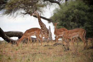 Obraz na płótnie Canvas Impala and Giraffe