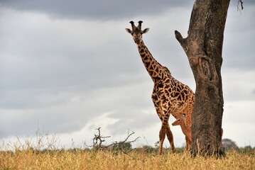 Giraffe Peaking