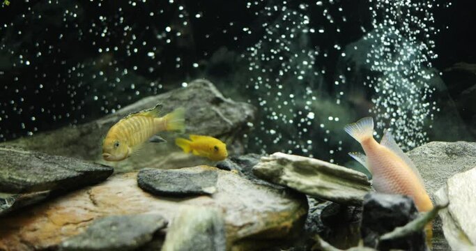 Slow Motion Of Fish Swimming In Tropical Freshwater Aquarium. Malawi Peacock and Cichlids in fish tank.