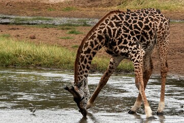 Giraffe 2