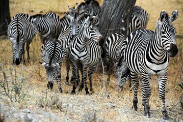 Fototapeta na wymiar Zebras Everywhere