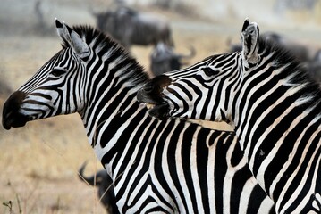 Fototapeta na wymiar Verbal Zebra