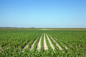 Fototapeta na wymiar an agricultural field where a corn crop grows