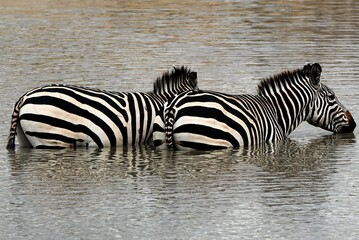 Fototapeta na wymiar Zebras submerged