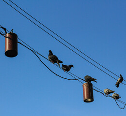 Pigeons on electric wire