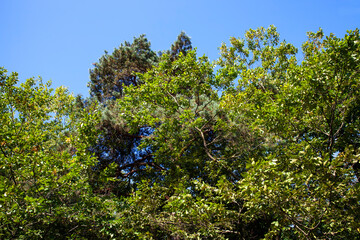 beautiful forest with trees of different types