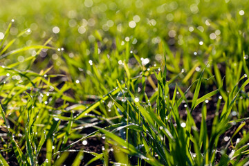 Obraz premium green wheat sprouts in a field with dew drops