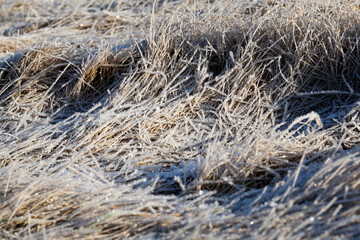 grass covered with ice and frost in the winter season
