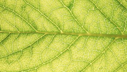 Naklejka na ściany i meble Abstract background macro Leaf texture with veins 