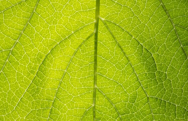 Abstract background macro Leaf texture with veins
