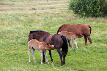 a small foal grazing in a field with green grass in the summer season