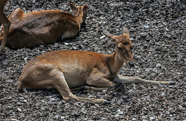 Eld`s deer female. Also known as the thamin or brow-antlered deer. Latin name - Panolia eldii