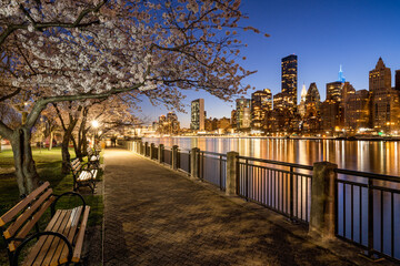 Evening Roosevelt Island view of Manhattan Midtown East skyscrapers. Yoshino Cherry trees in bloom...