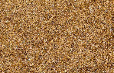 a pile of harvested cereal grains