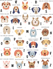 A-Z alphabet dog breed poster. Vector illustration.