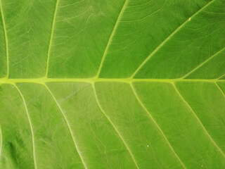 Details of texture ,taro leaf in close up, background concept