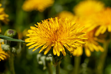 yellow beautiful dandelion flowers with seeds