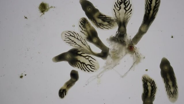 Patterns and backgrounds of Parasitic (Clinostomum sp.), Study of Clinostomum sp. under microscope view in laboratory.

