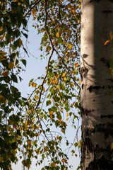 trees with orange foliage in the autumn season
