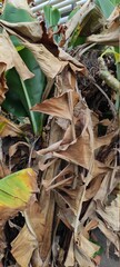 Dried up leaves on a banana tree