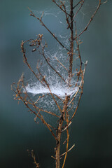 Uma teia de aranha num dia muito fio