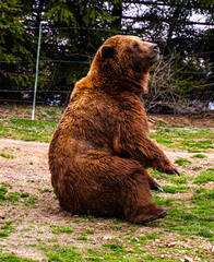 Bear sitting down