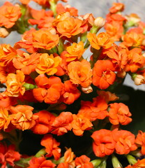 beautiful orange flowers, flowers to decoration, orange and green in the flowers