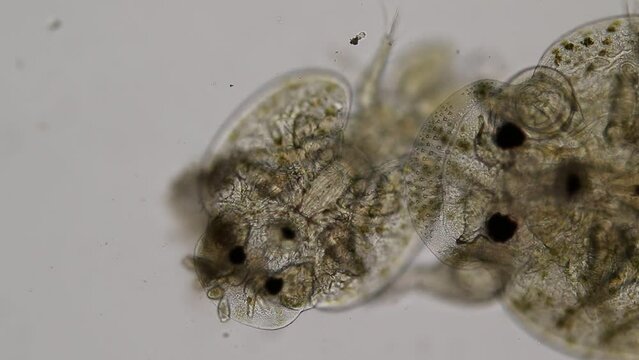 Patterns and backgrounds of Parasitic (Argulus sp.), Study of Argulus sp. under microscope view in laboratory.
