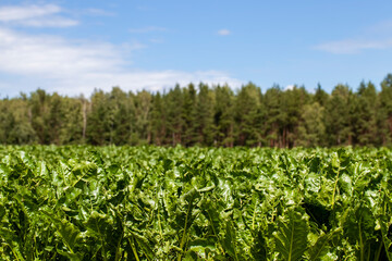 agricultural field with growing sugar beet for the production of sugar