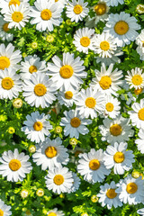 春の花　ノースポール