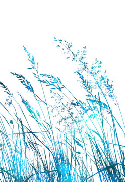 Blue grass watercolor. Vector illustration