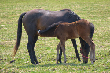 Obraz premium 母乳を飲む仔馬（Breastfeeding foal）