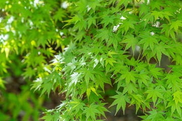 東京都墨田区向島　弘福寺　新緑の楓