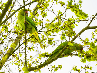 Two green parrots eating on the tree in spring