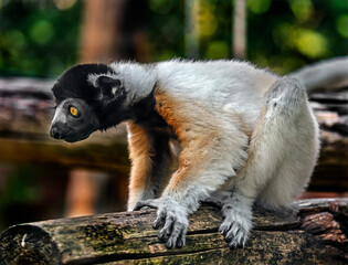 Crowned sifaka on the beam. Latin name - Propithecus coronatus