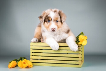 Studio close up photo of sweet red merle blue eyed puppy of australian shepherd dog lying on wooden box among yellow tulip flowers. Postcard gift