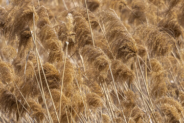 Common Reed (Phragmites australis) along a Lake