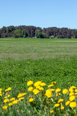 wild dandelions growing in the field