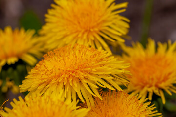 yellow beautiful dandelion flowers with seeds
