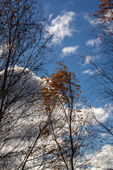 birch trees with orange foliage in the autumn season