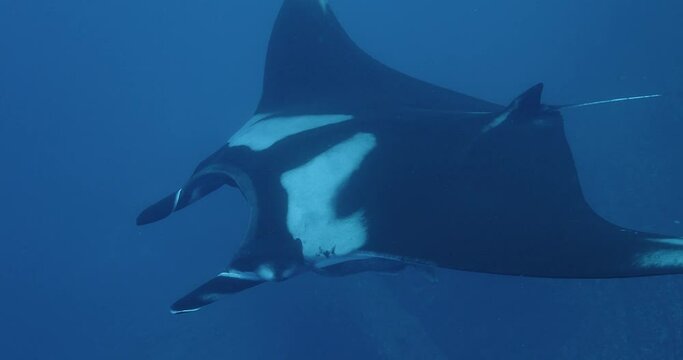 Oceanic manta glides in under camera.